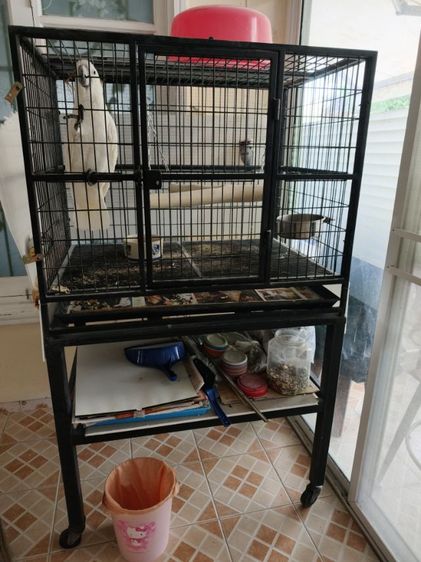 หาบ้านกระตั้วอัมเบลล่า รูปที่ 7