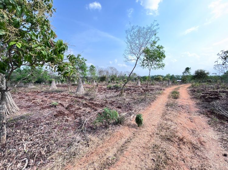 ใช่ ขายที่ดิน2ไร่ จำนวน2แปลง แปลงละ600000(ต่อรองได้) รูปที่ 3