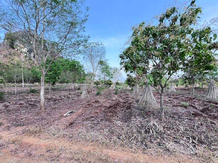 ใช่ ขายที่ดิน2ไร่ จำนวน2แปลง แปลงละ600000(ต่อรองได้) รูปที่ 4