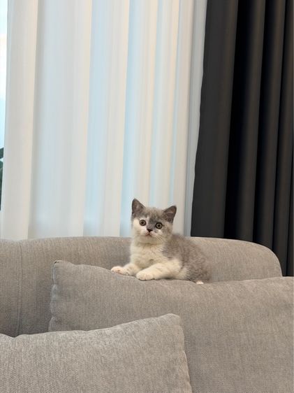 ดช บลูไวท์ ชาย รูปที่ 3