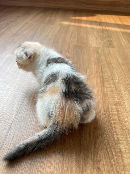 ดญ สก็อตติช รูปที่ 9