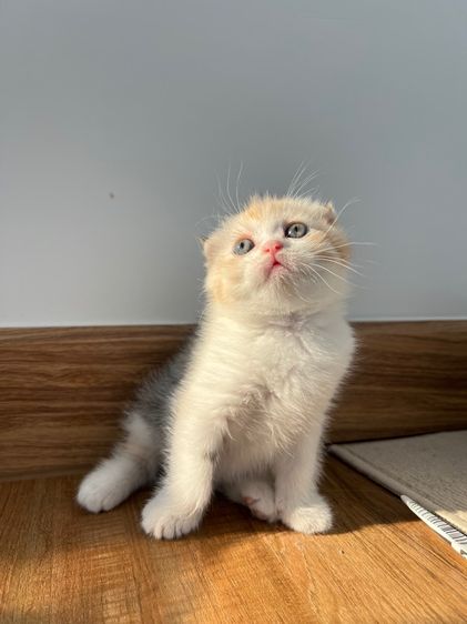 ดญ สก็อตติช รูปที่ 2