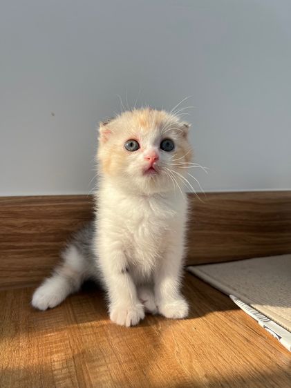 ดญ สก็อตติช