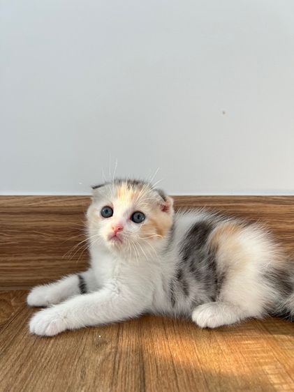 ดญ สก็อตติช รูปที่ 6