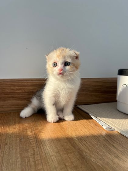 ดญ สก็อตติช รูปที่ 5