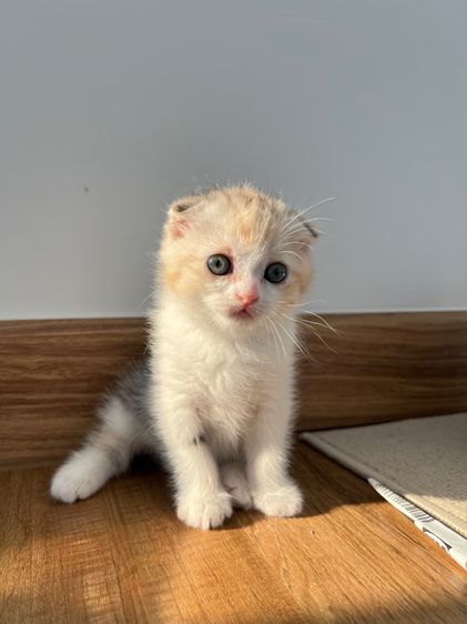 ดญ สก็อตติช รูปที่ 4