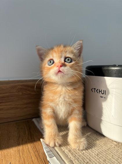 ดช สก็อตติช