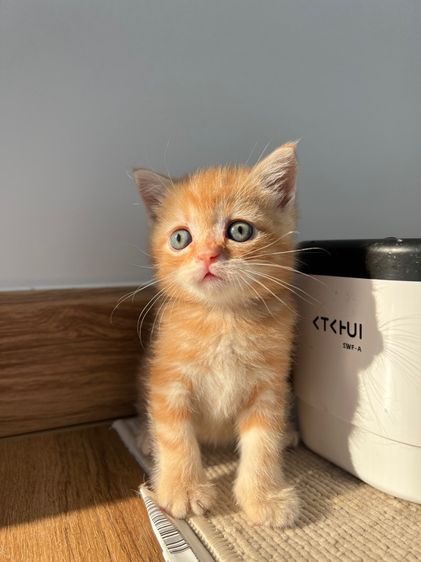 ดช สก็อตติช รูปที่ 5