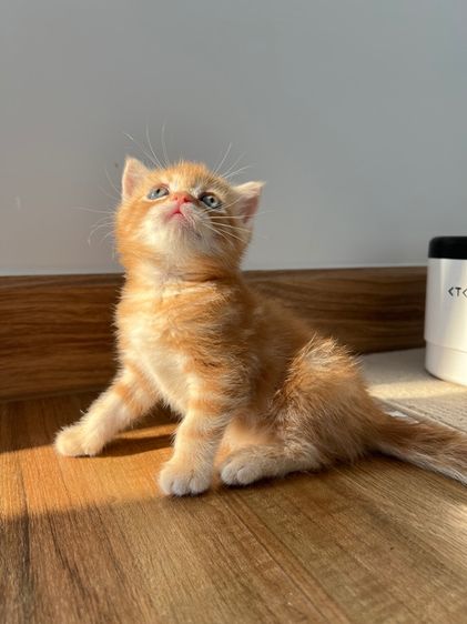 ดช สก็อตติช รูปที่ 7