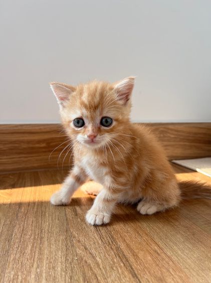 ดช สก็อตติช รูปที่ 6