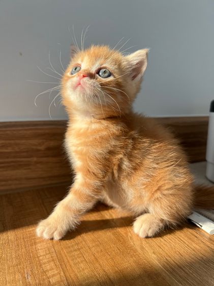 ดช สก็อตติช รูปที่ 11