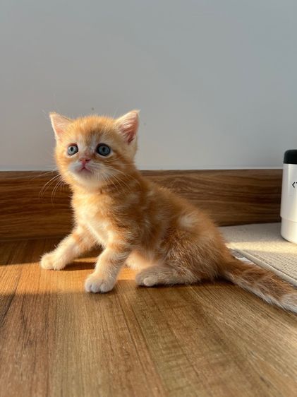 ดช สก็อตติช รูปที่ 9