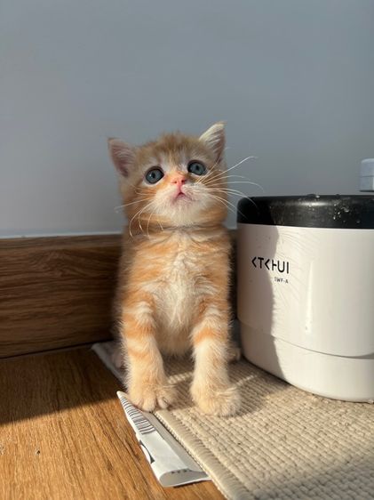 ดช สก็อตติช รูปที่ 4