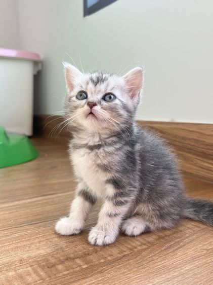 ดญ สก็อตติช รูปที่ 3