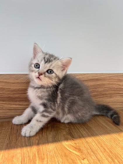 ดญ สก็อตติช รูปที่ 8