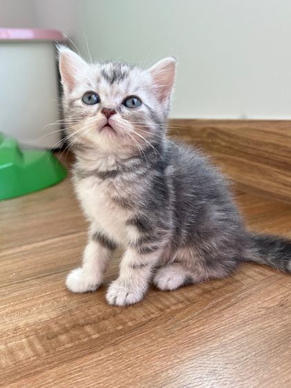 ดญ สก็อตติช รูปที่ 6