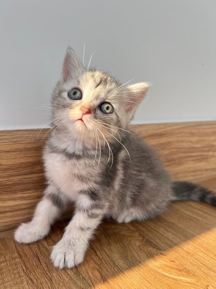 ดญ สก็อตติช