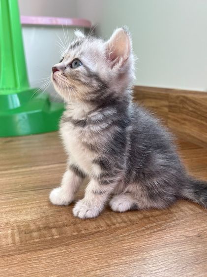 ดญ สก็อตติช รูปที่ 4