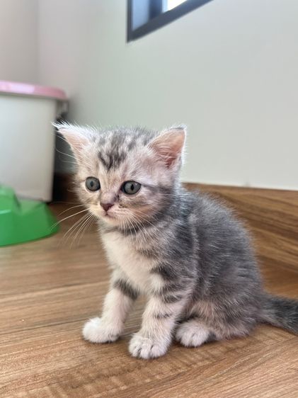 ดญ สก็อตติช รูปที่ 7