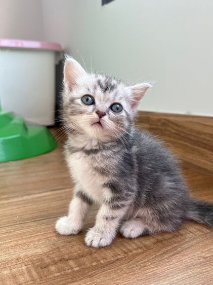 ดญ สก็อตติช รูปที่ 5