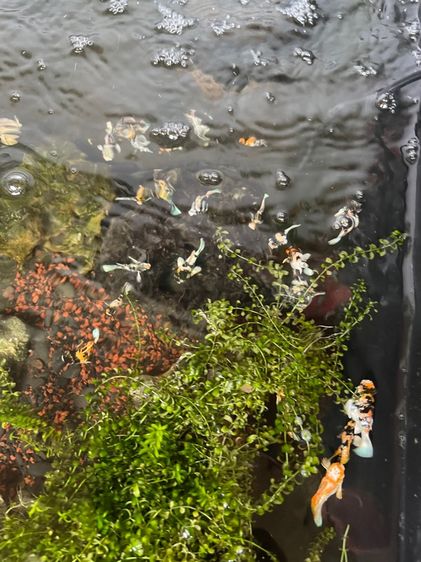 ปลาบอลลูน รูปที่ 2