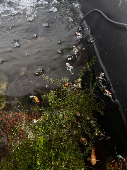 ปลาบอลลูน รูปที่ 4