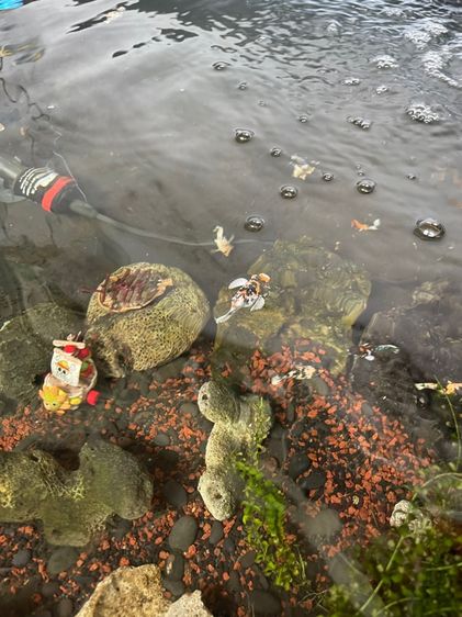 ปลาบอลลูน รูปที่ 5