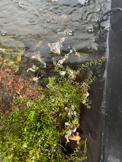 ปลาบอลลูน รูปที่ 3