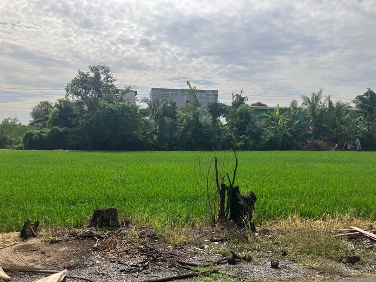 ใช่ ที่ดิน 399 ตาราวา land For sale 300 square Wah รูปที่ 2