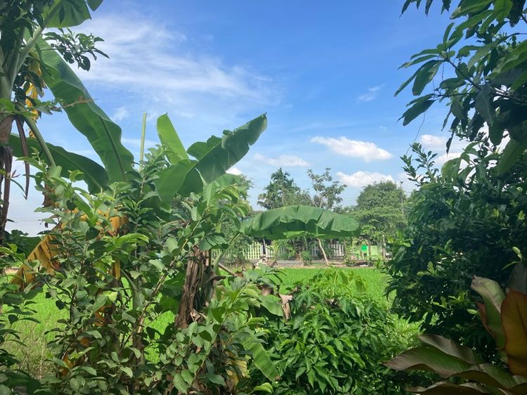 ใช่ ที่ดิน 399 ตาราวา land For sale 300 square Wah รูปที่ 3