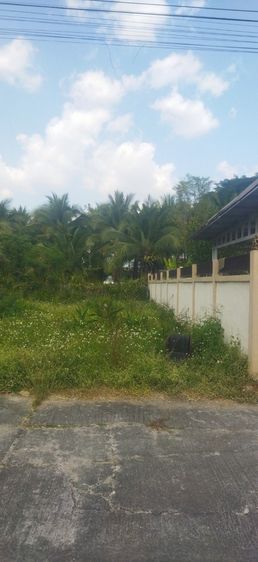 ใช่ ฟ้าปะทานที่ดินทำเลสวย