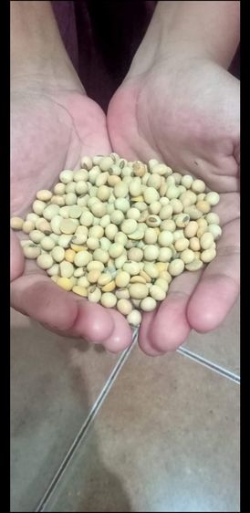 Yellow soybeans for sale รูปที่ 2