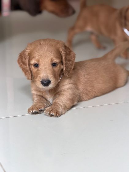 ลูกดัชชุน รูปที่ 4