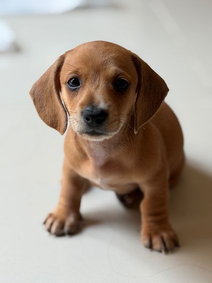 ลูกดัชชุน รูปที่ 2