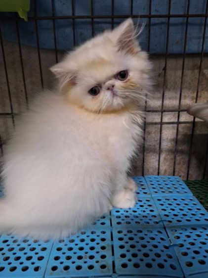 ลูกแมวเอ็กโซติกแท้ รูปที่ 3