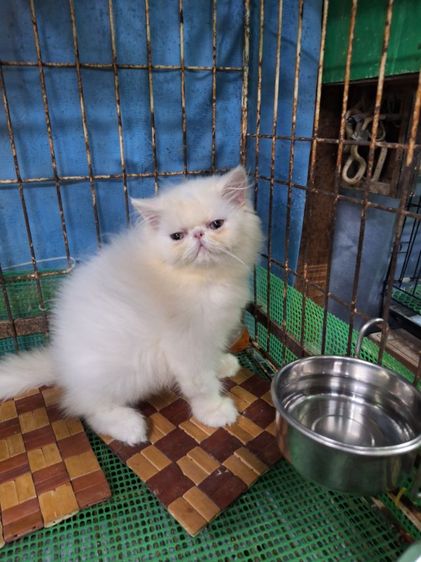 ลูกแมวเอ็กโซติกแท้ รูปที่ 7