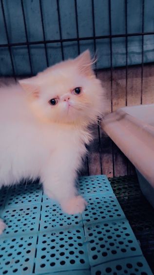 ลูกแมวเอ็กโซติกแท้ รูปที่ 2