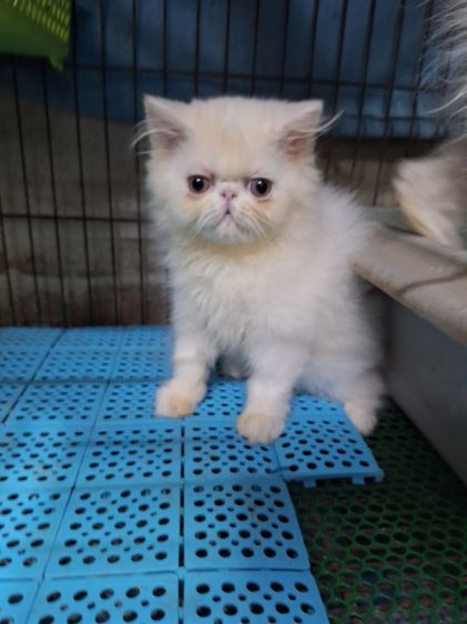 ลูกแมวเอ็กโซติกแท้