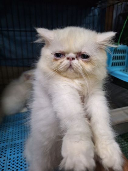 ลูกแมวเอ็กโซติกแท้ รูปที่ 5