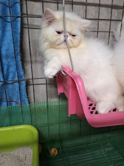 ลูกแมวเอ็กโซติกแท้ รูปที่ 6