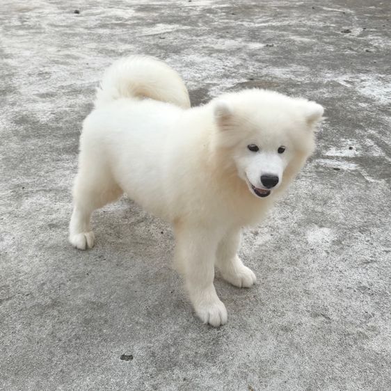 ซามอยด์ เพศชาย 4เดือน รูปที่ 2