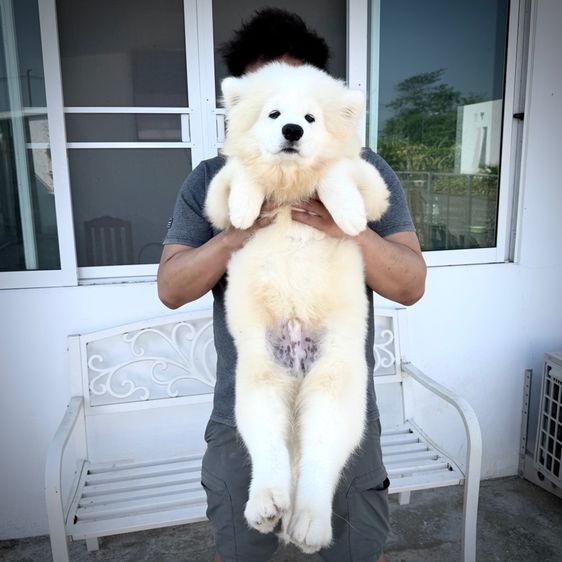 ซามอยด์ เพศชาย 4เดือน