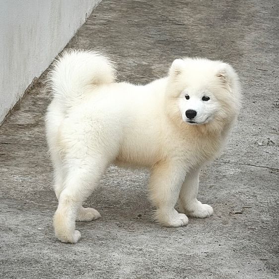 ซามอยด์ เพศชาย 4เดือน รูปที่ 3