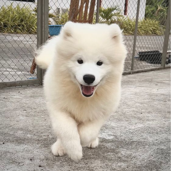 ซามอยด์ เพศชาย 4เดือน รูปที่ 5