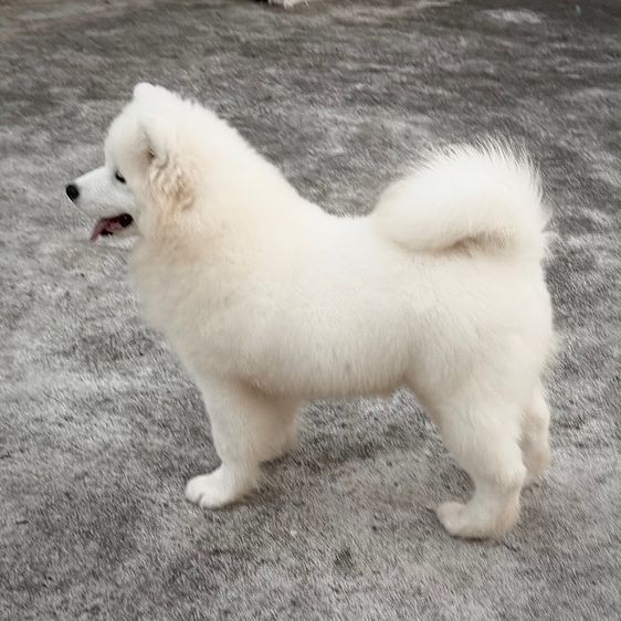 ซามอยด์ เพศชาย 4เดือน รูปที่ 4