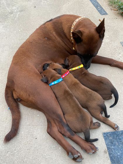 หมาไทยหลังอาน รูปที่ 6