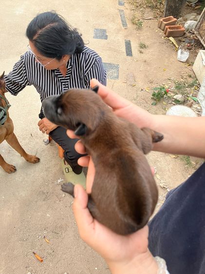 หมาไทยหลังอาน รูปที่ 10