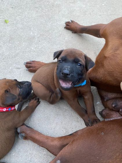 หมาไทยหลังอาน รูปที่ 5