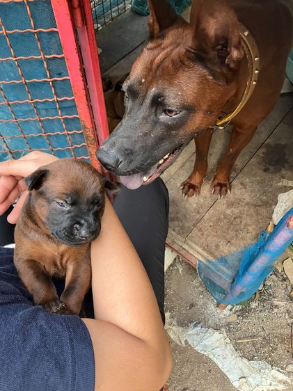 หมาไทยหลังอาน