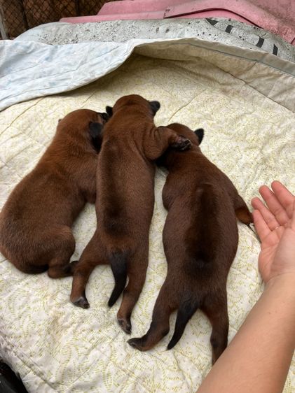 หมาไทยหลังอาน รูปที่ 2